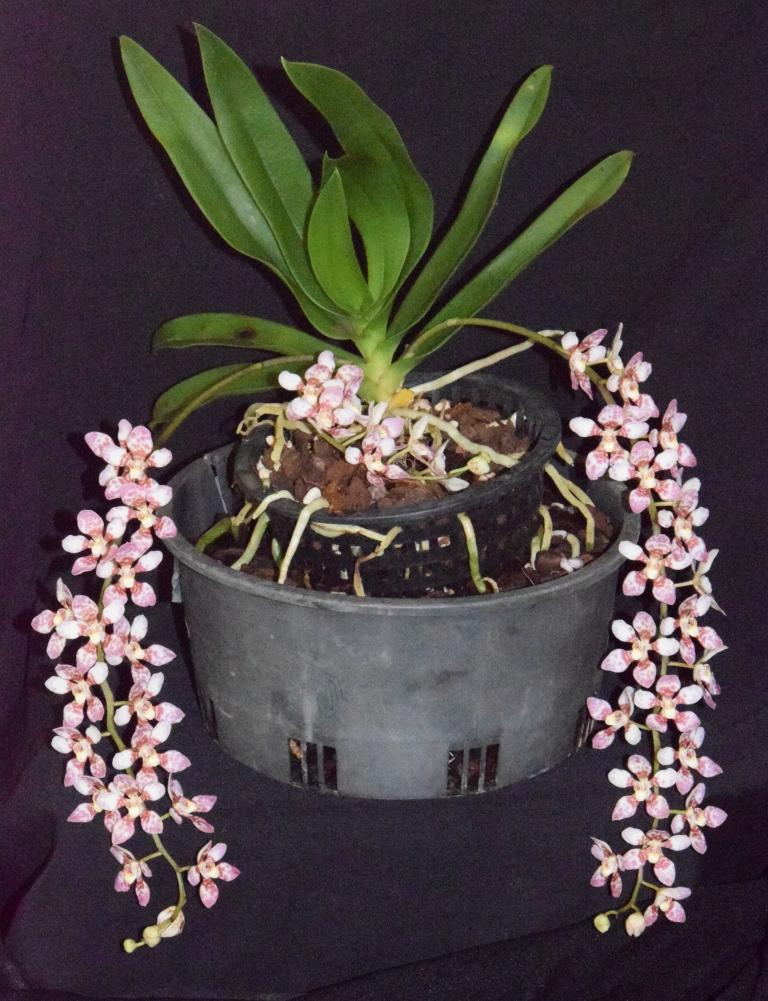Sarcochilus Effie - photo 2
