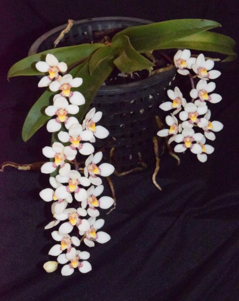 Sarcochilus Effie - photo 2