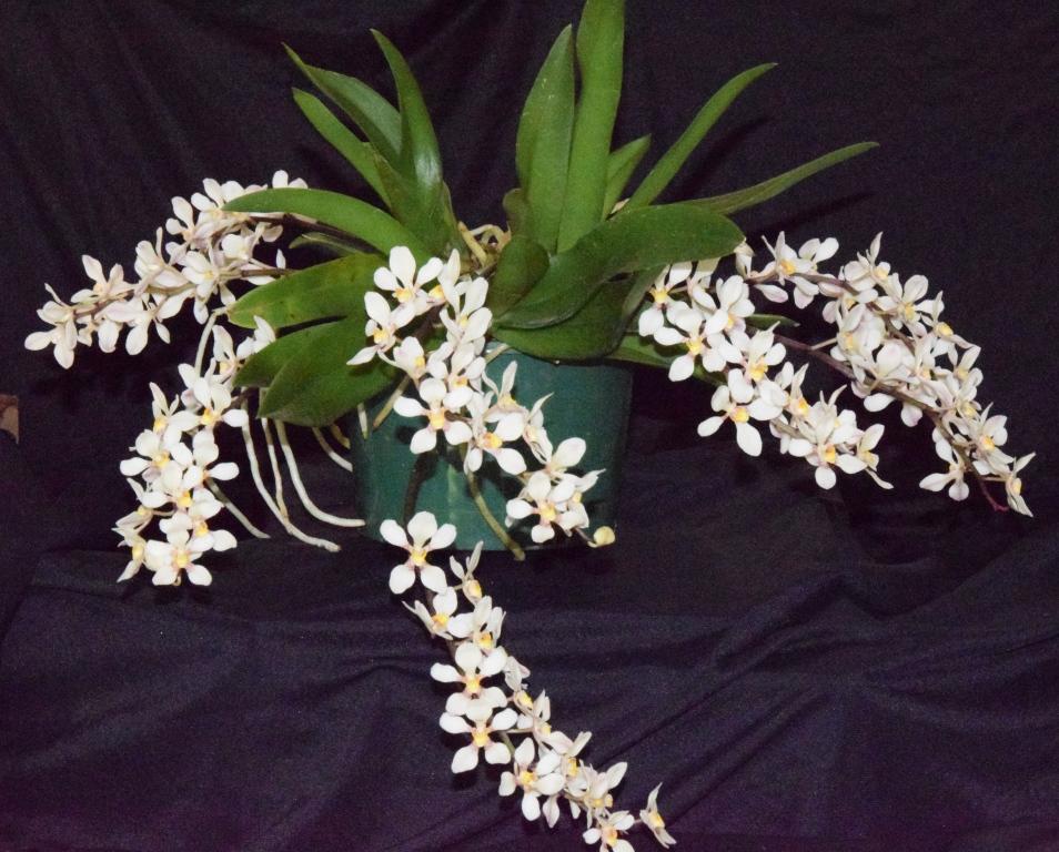 Sarcochilus Effie - photo 2