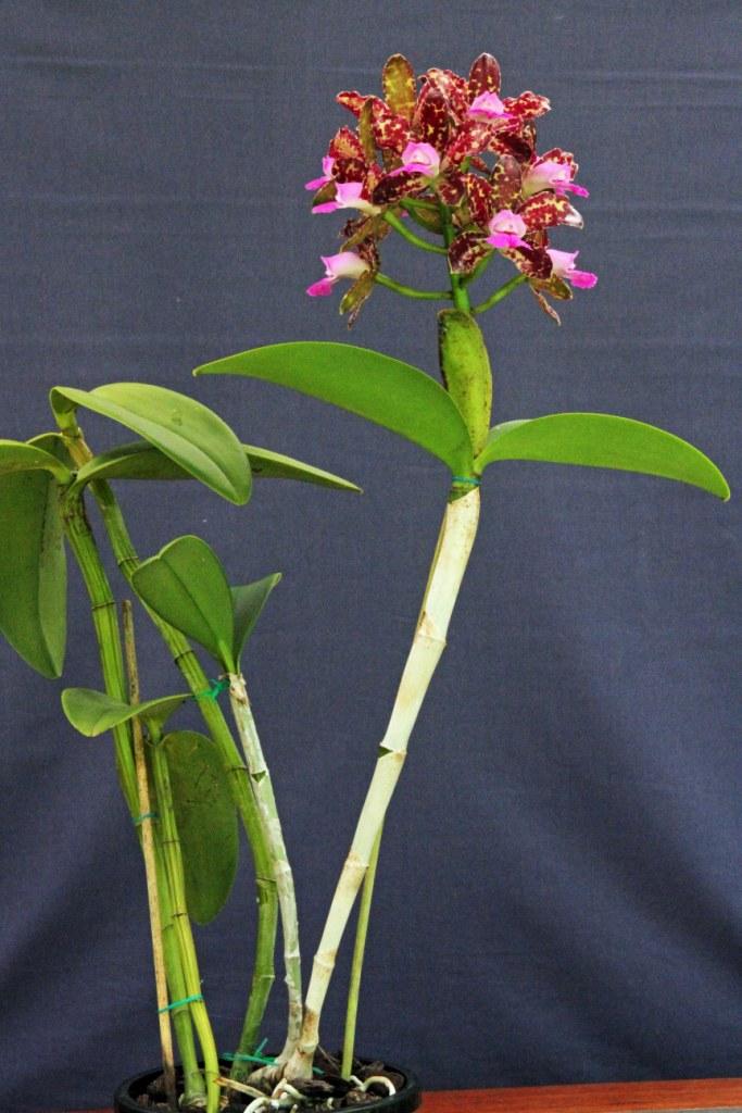 Rhyncholaeliocattleya Deception Kobah - photo 2