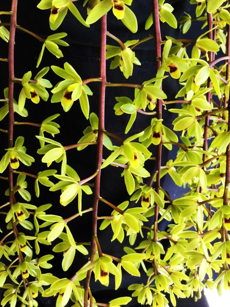 Cymbidium suave 'Glo's Joy'