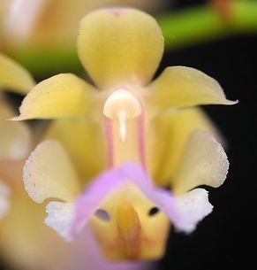 Aerides houlletiana