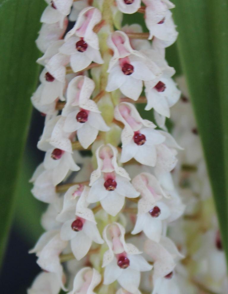 Pinalia rhynchostyloides - CBM/AOC