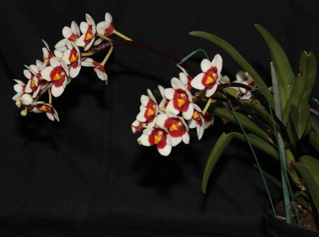 Sarcochilus Erin - photo 2