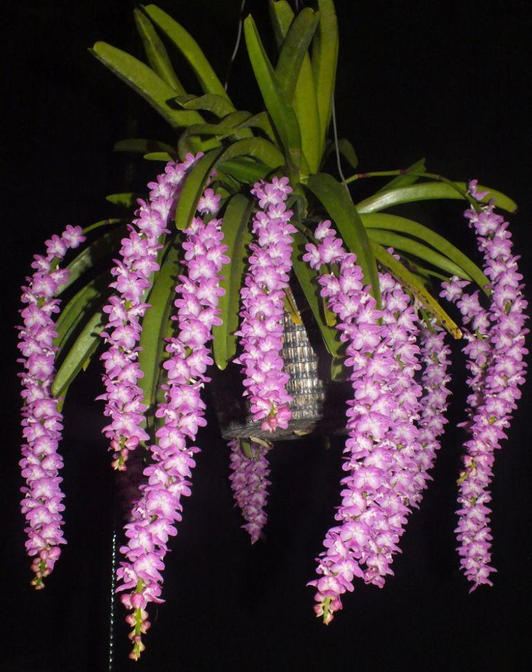 Aerides multiflora