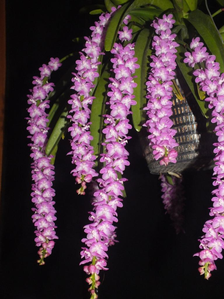 Aerides multiflora - photo 2