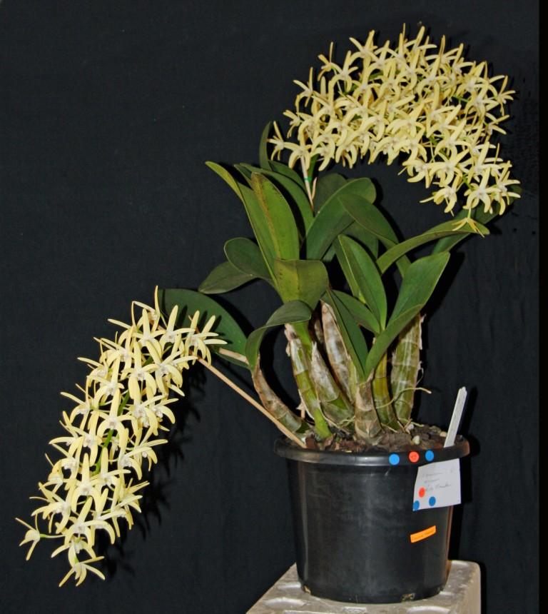 Dendrobium speciosum