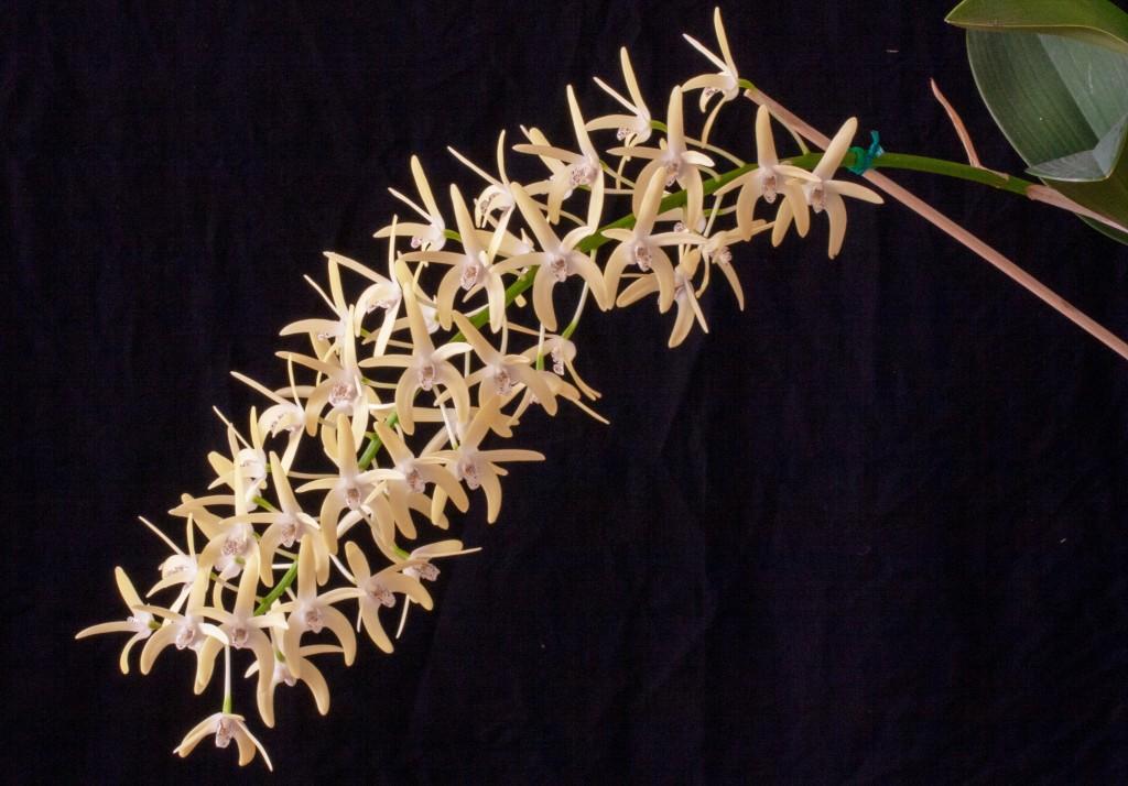 Dendrobium speciosum var. boreale - photo 2
