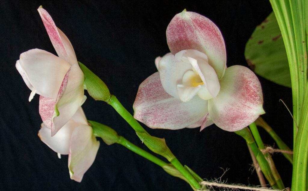 Lycaste Shonan Bright - photo 2