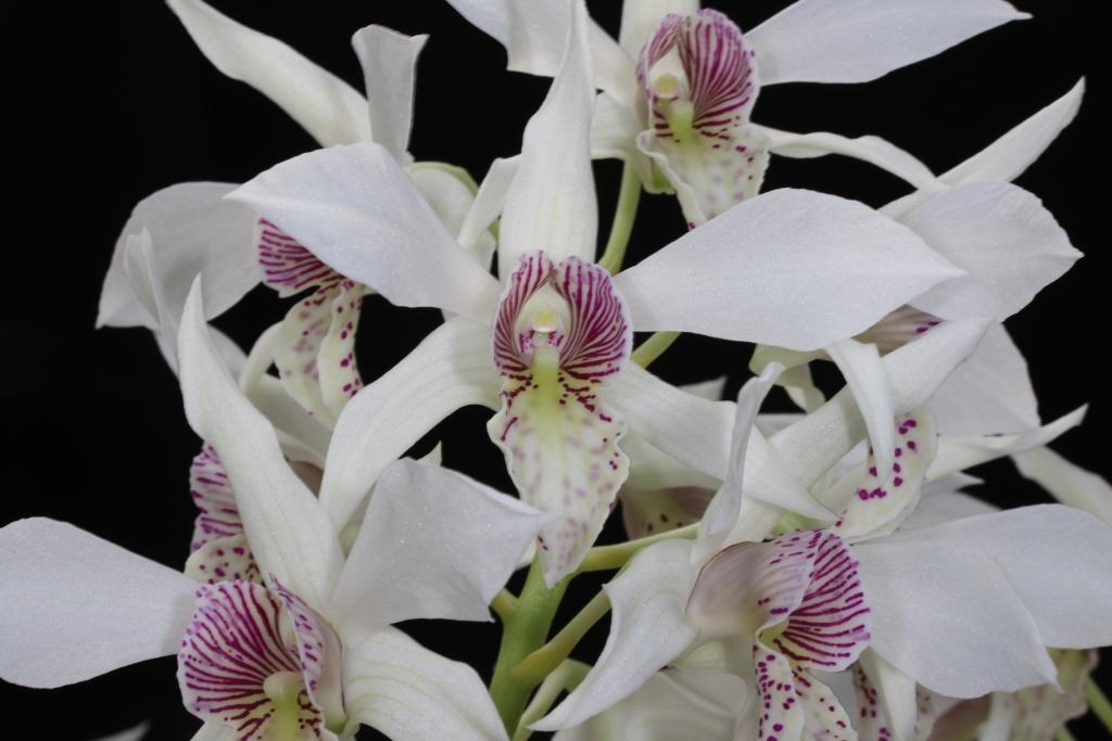 Dendrobium Nancy Fairfax - photo 2