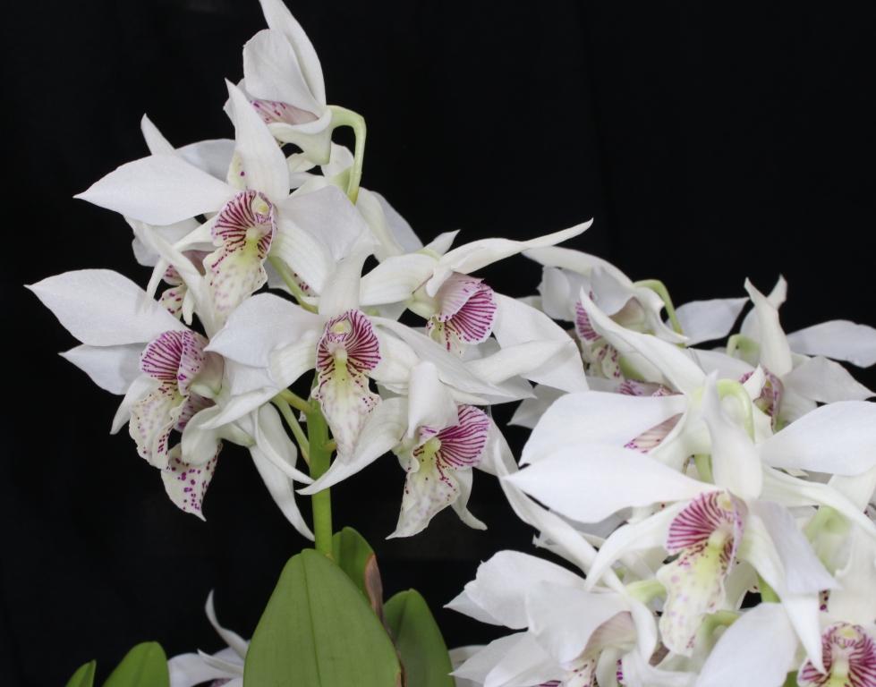Dendrobium Nancy Fairfax - photo 2