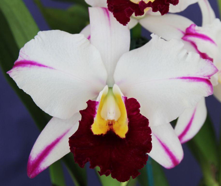 Rlc Segundina Vizcarra