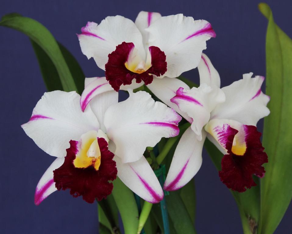 Rhyncholaeliocattleya Segundina Vizcarra - photo 2