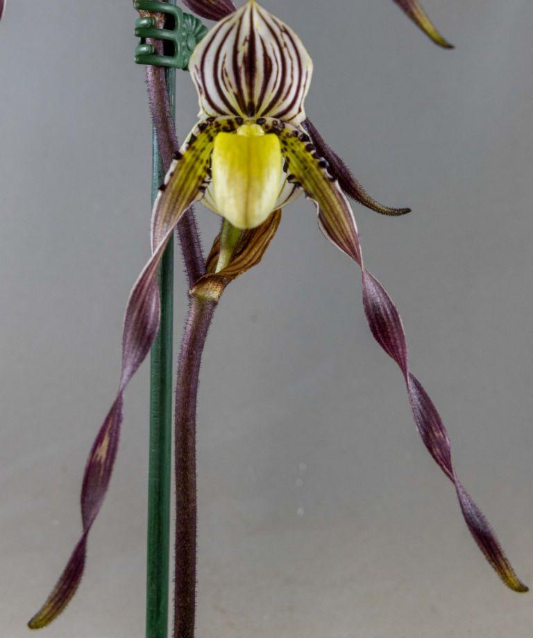 Paphiopedilum philippinense var. roebelenii - HCC/AOC