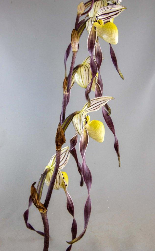 Paphiopedilum philippinense var. roebelenii - photo 2