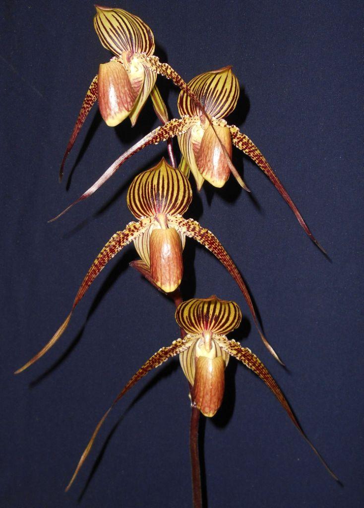 Paph Johanna Burkhardt