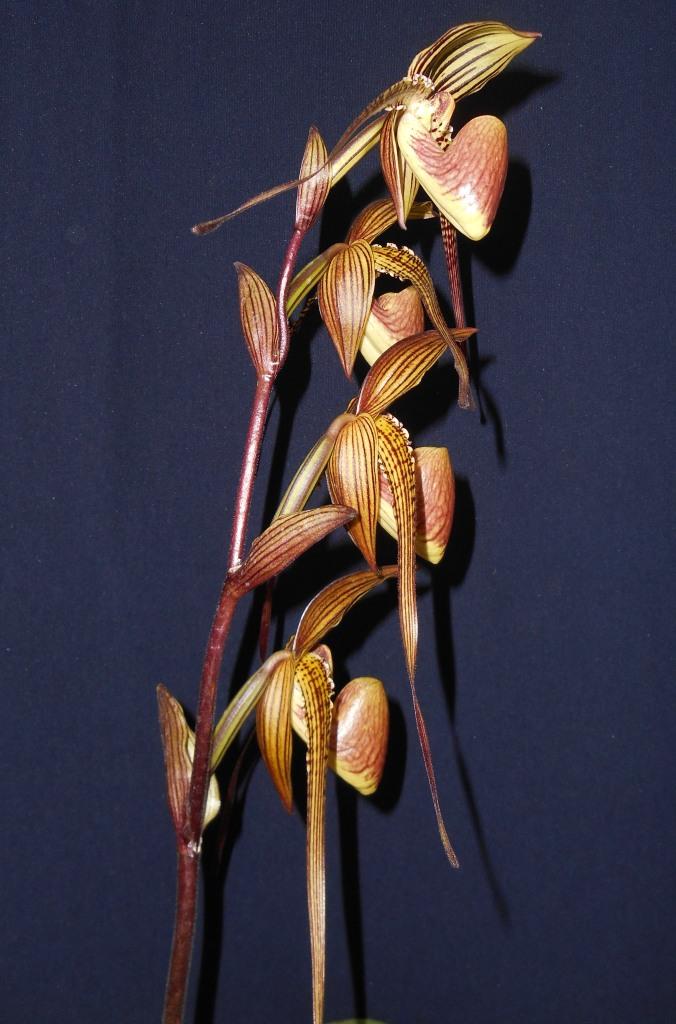 Paphiopedilum Johanna Burkhardt - photo 2