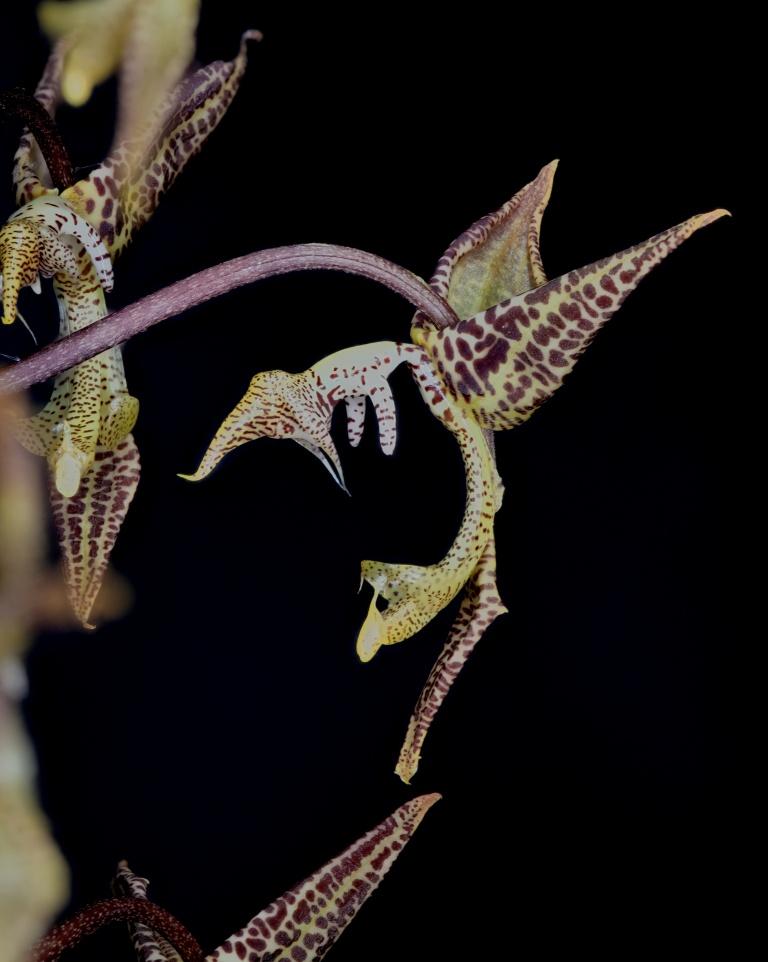 Gongora grossa - photo 2