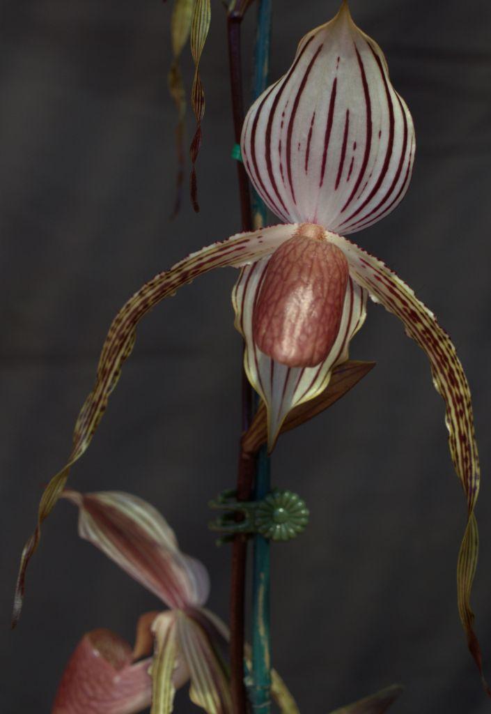 Paph Lady Isobel