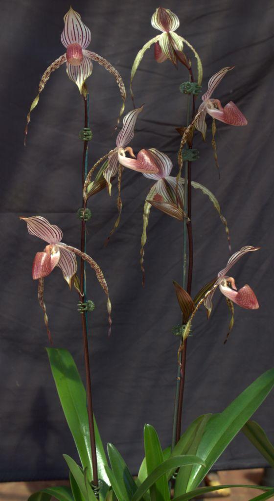 Paphiopedilum Lady Isobel - photo 2
