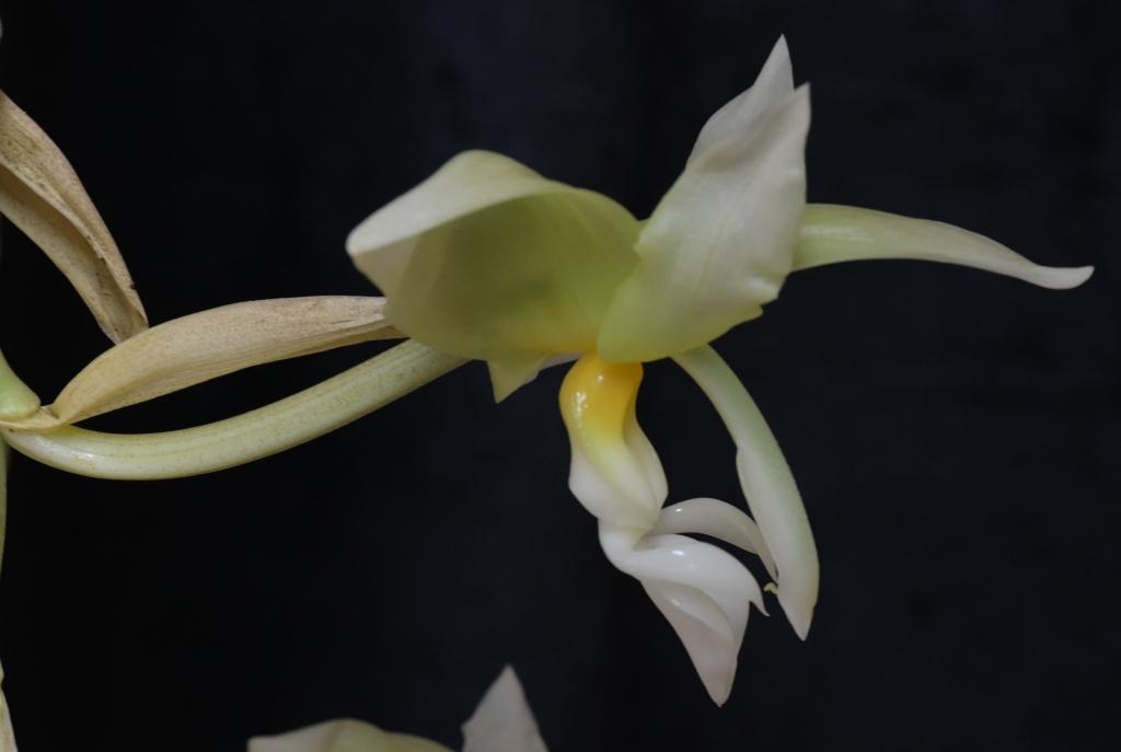 Stanhopea ruckeri - photo 2