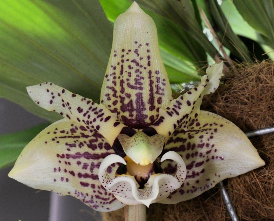 Stan Ashcroft Suprise