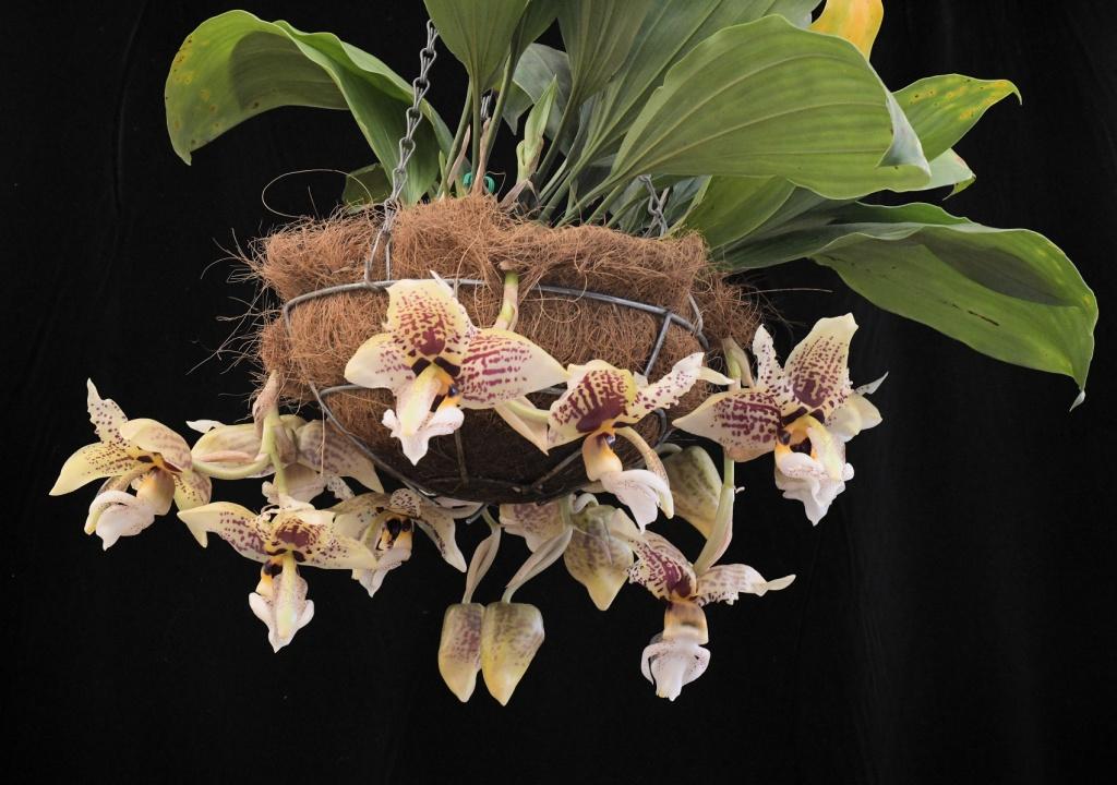 Stan Ashcroft Suprise