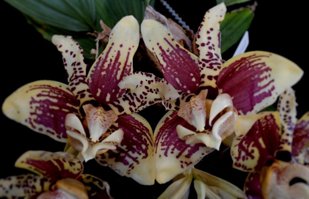 Stanhopea tigrina var. nigroviolacea
