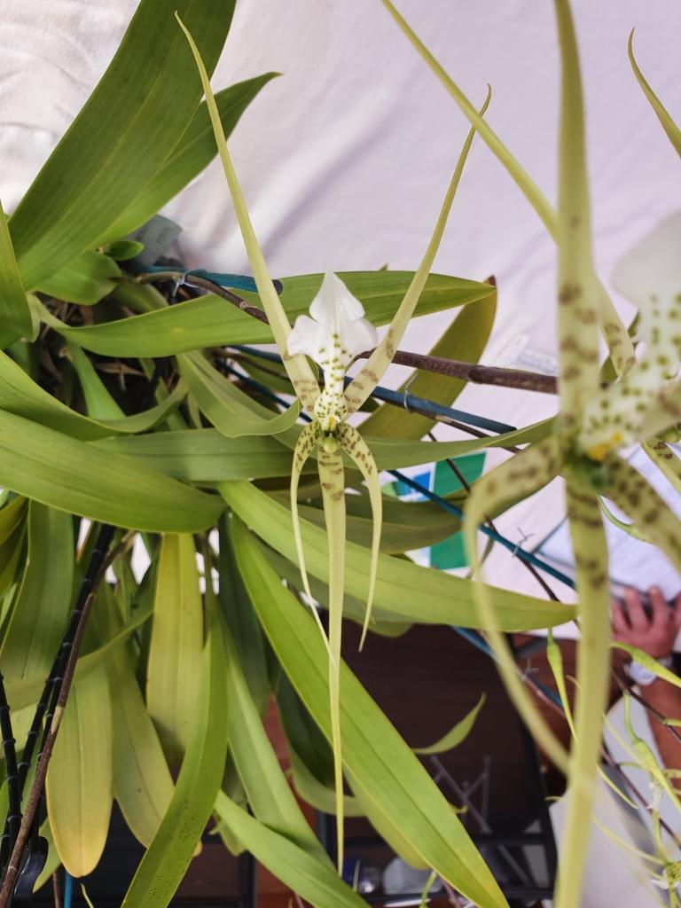 Brassia verrucosa