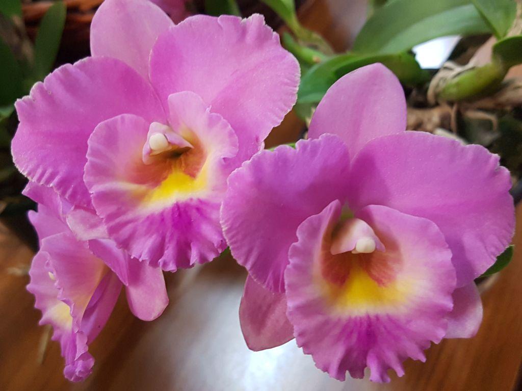 Rth Lawrannas Empress