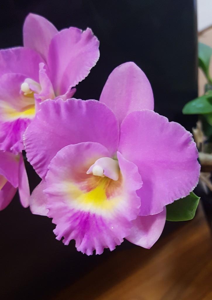 Rhyncattleanthe Lawrannas Empress - photo 2