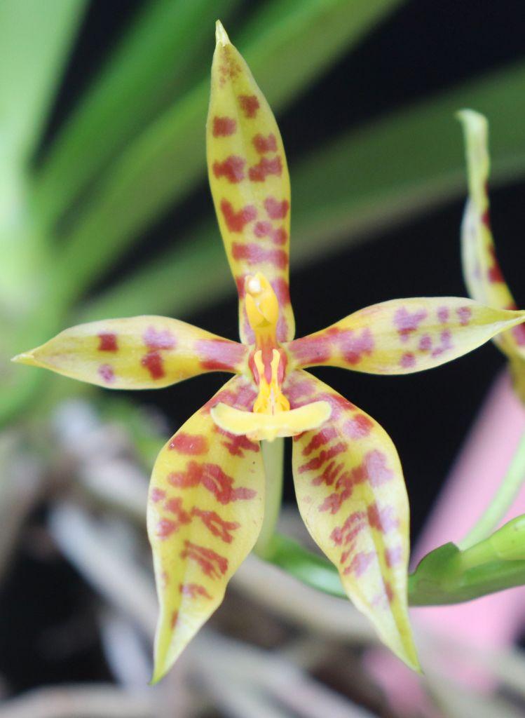 Phalaenopsis pantherina