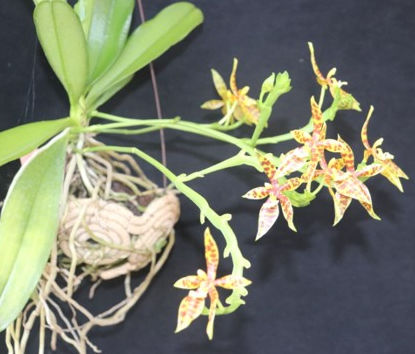 Phalaenopsis pantherina