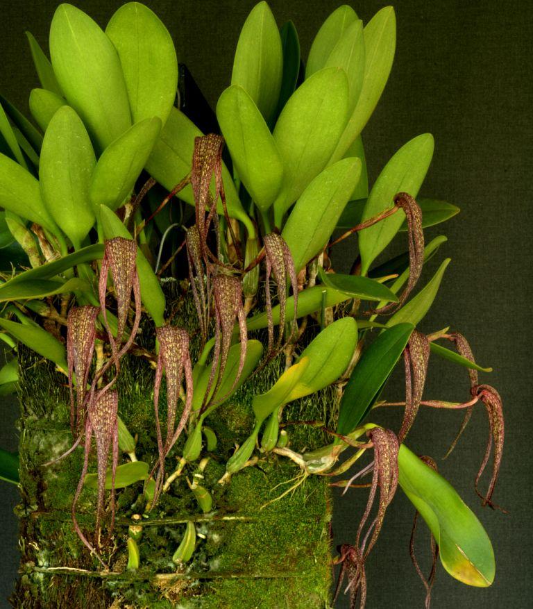 Bulbophyllum longisepalum