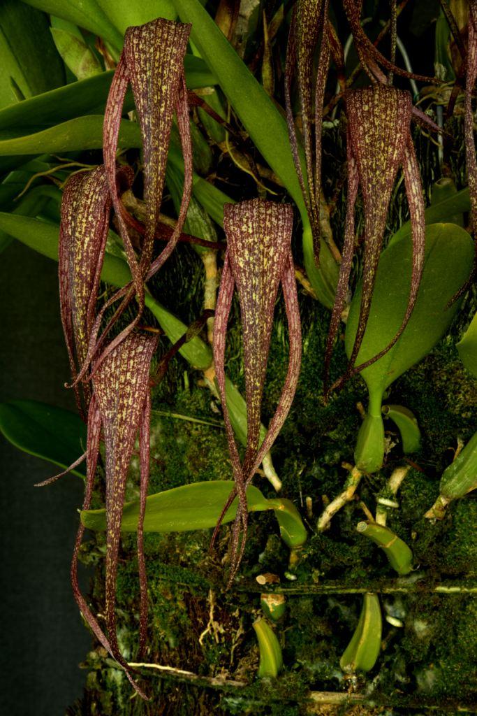 Bulbophyllum longisepalum - photo 2