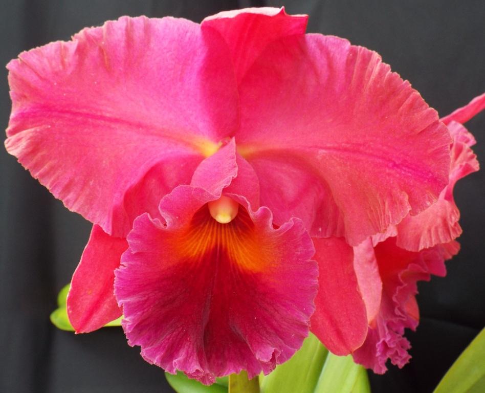 Rlc Sedona's Golden Kaleidoscope