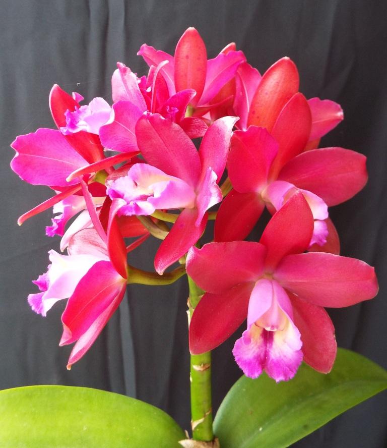 Cattlianthe Gerard Nappert - photo 2