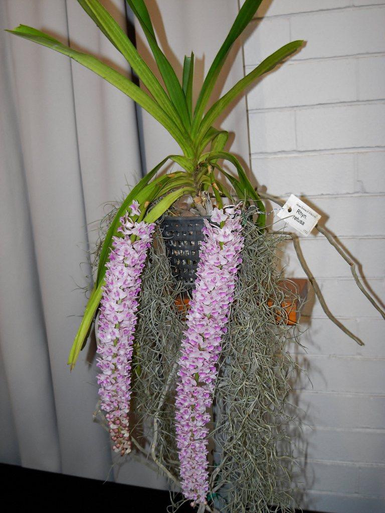 Rhynchostylis retusa