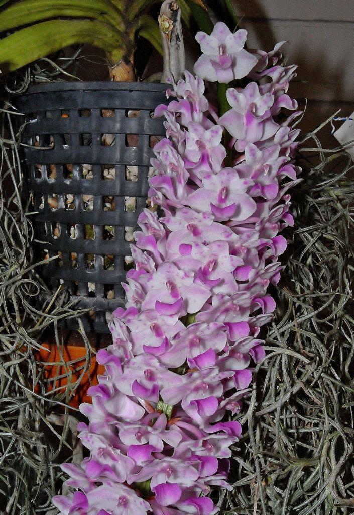 Rhynchostylis retusa - photo 2