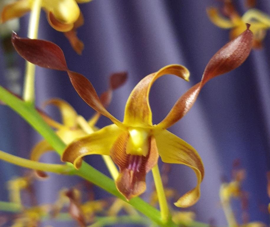 Den Alice's Mark Bron