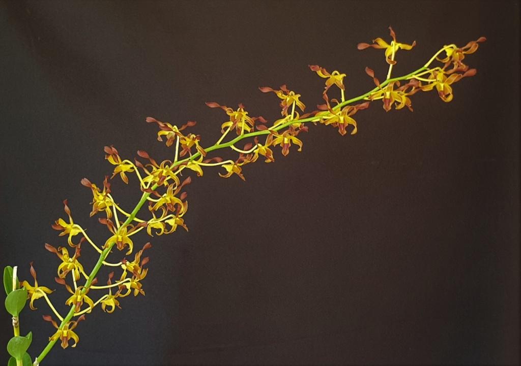 Dendrobium Alice's Mark Bron - photo 2