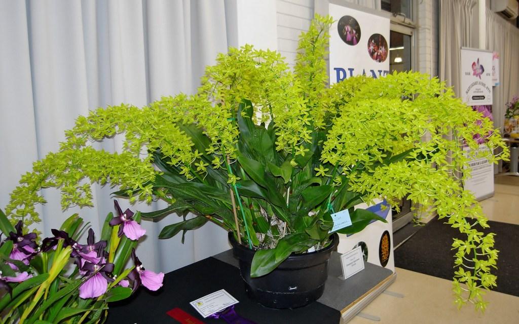 Grammatophyllum multiflorum var. multiflorum