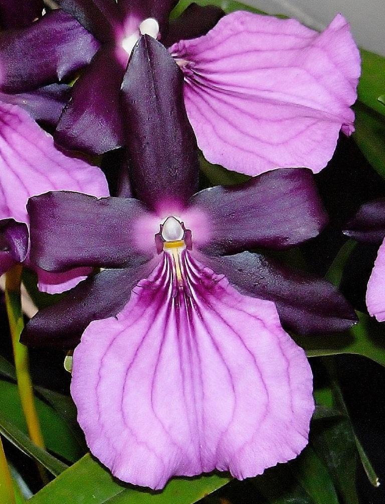 Miltonia moreliana