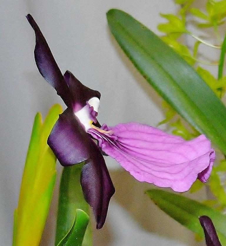 Miltonia moreliana - photo 2