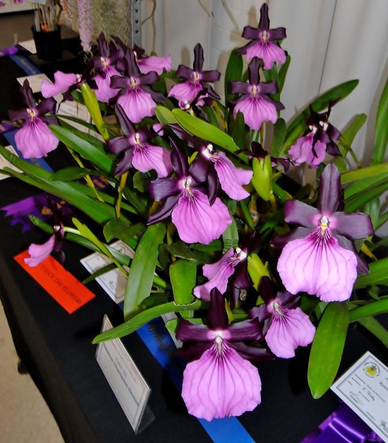 Miltonia moreliana