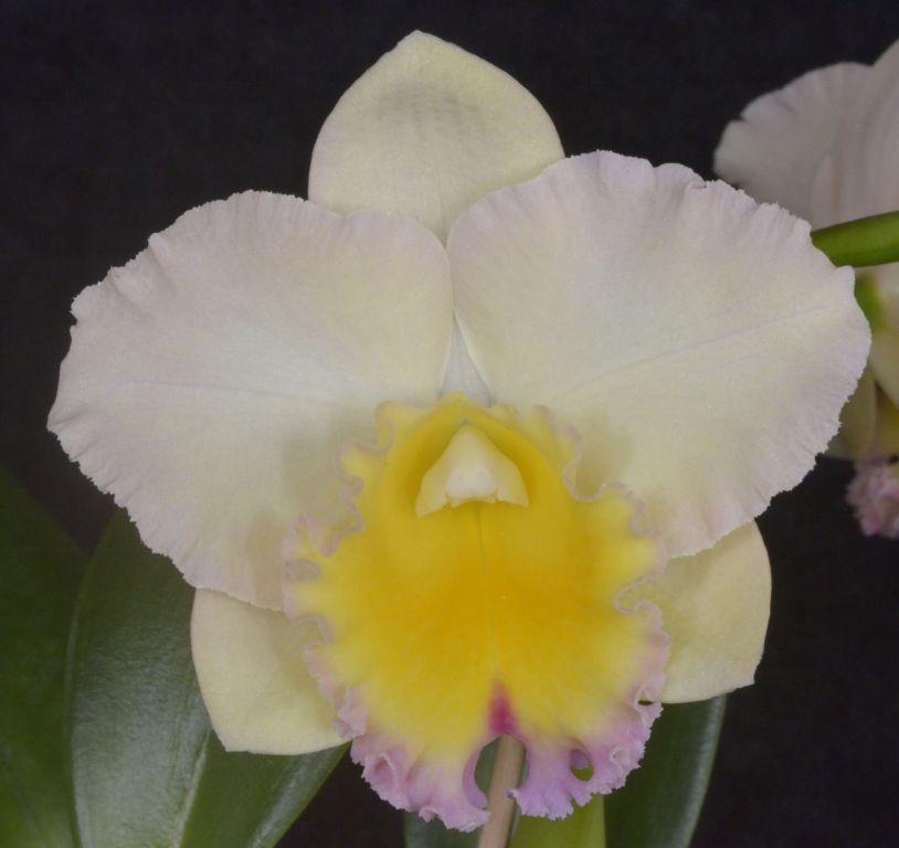 Rlc Lisa Taylor Gallis