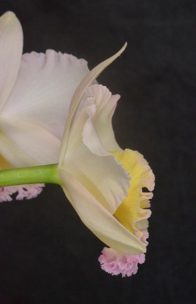 Rhyncholaeliocattleya Lisa Taylor Gallis - photo 2