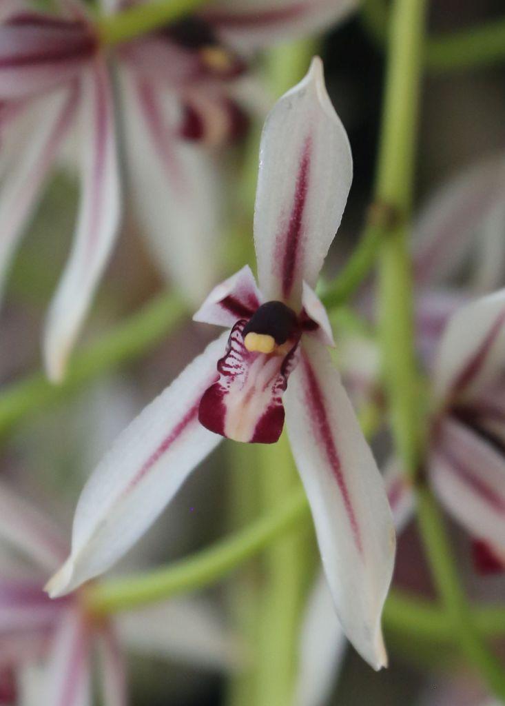 Cymbidium dayanum