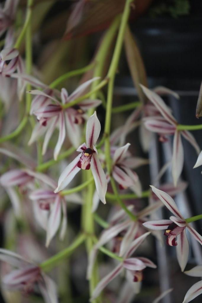 Cymbidium dayanum - photo 2