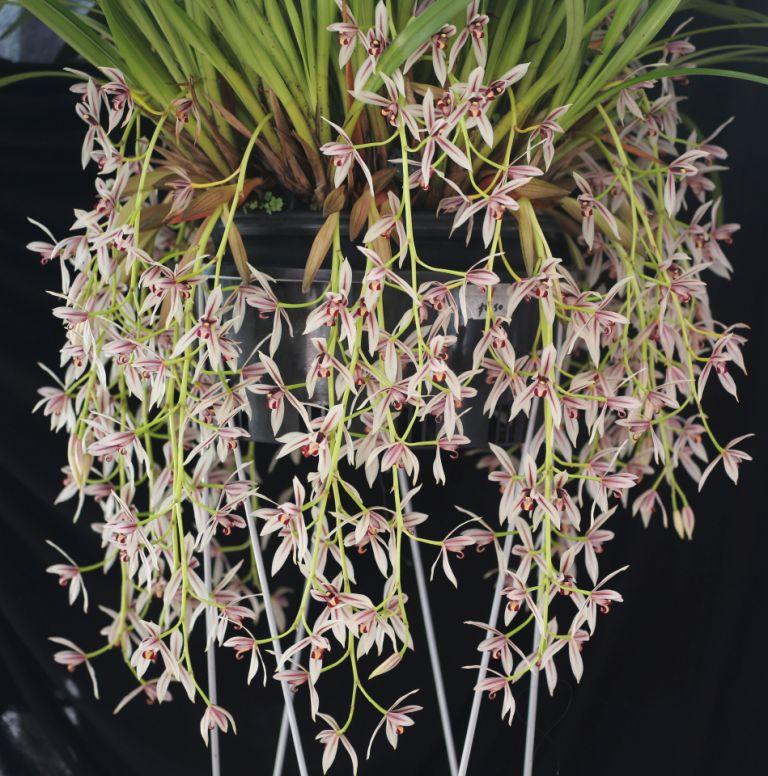 Cymbidium dayanum